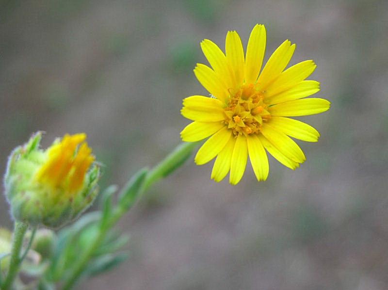 Calendula arvensis / Fiorrancio selvatico